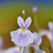 View Utricularia sandersonii Seeds image 2