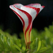 View CANDY CANE OXALIS VERSICOLOR PLANT SEEDS image 5
