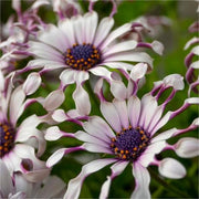 View Blue Eye Chrysanthemum - White Peony ⏳Long-lasting Blooms image 4