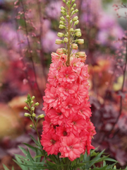 View Delphinium Seeds-Mixed 7 Colors image 6