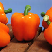View Pepper Milena F1 Organic image 1