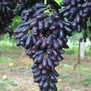View Sapphire Grapes Seeds image 6