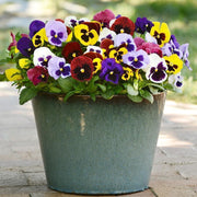 View Viola Sorbet XP Autumn Select Mix F1 image 2