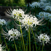 View 🌺Spider Lily - Light Pink🌺 image 5