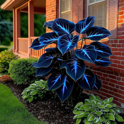 View 🌿 Rainbow Rare Hosta Flower Seeds🎁2025 Special Offer image 6