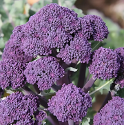 View 🥦 Easy to Grow, Hard to Resist – Broccoli Stem Seeds for Every Home Garden image 6