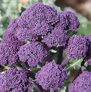 View 🥦 Easy to Grow, Hard to Resist – Broccoli Stem Seeds for Every Home Garden image 5