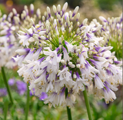 View Agapanthus africanus 'Fireworks' image 2