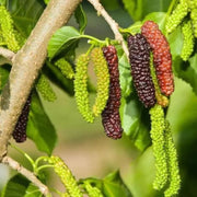 View Four seasons long fruit mulberry seeds image 3