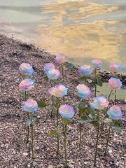 View Rare Seeds - Datura Langaros Roses of the Western Regions image 6