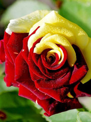 View Gold Red Rose Seeds image 1
