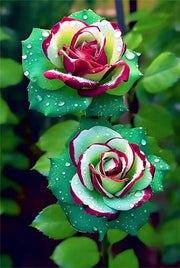View Ruby Green Twin Roses image 4