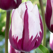View Zurel  Tulip Seeds image 4