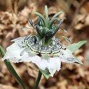 View Love in the Mist: Exploring the Enigmatic Beauty of Nigella Arvensis image 4