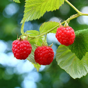 View 🍓Red Raspberry Seeds image 3