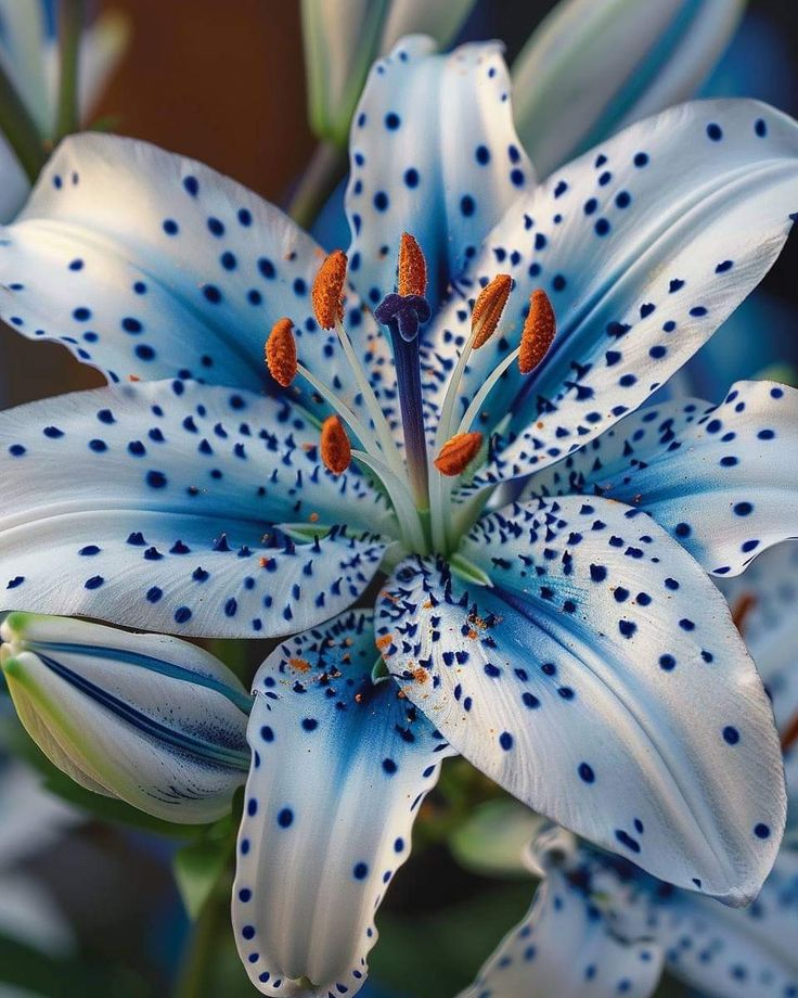 🌸Beautiful purple Rare Color Lily Bulbs– Blooms of Elegance and Grace 🌸