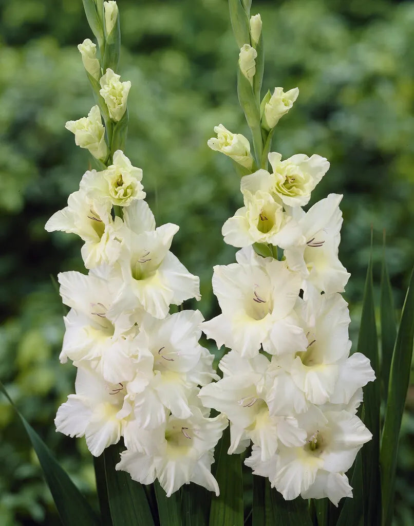 🎉Limited Time Offer: 50% Off : Gladiolus Bulbs!