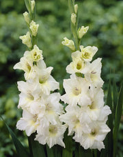 View 🎉Limited Time Offer: 50% Off : Gladiolus Bulbs! image 4