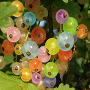 View Rainbow Color Cape Gooseberry Seeds image 1