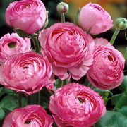 View Multicolor Ranunculus Seeds image 2