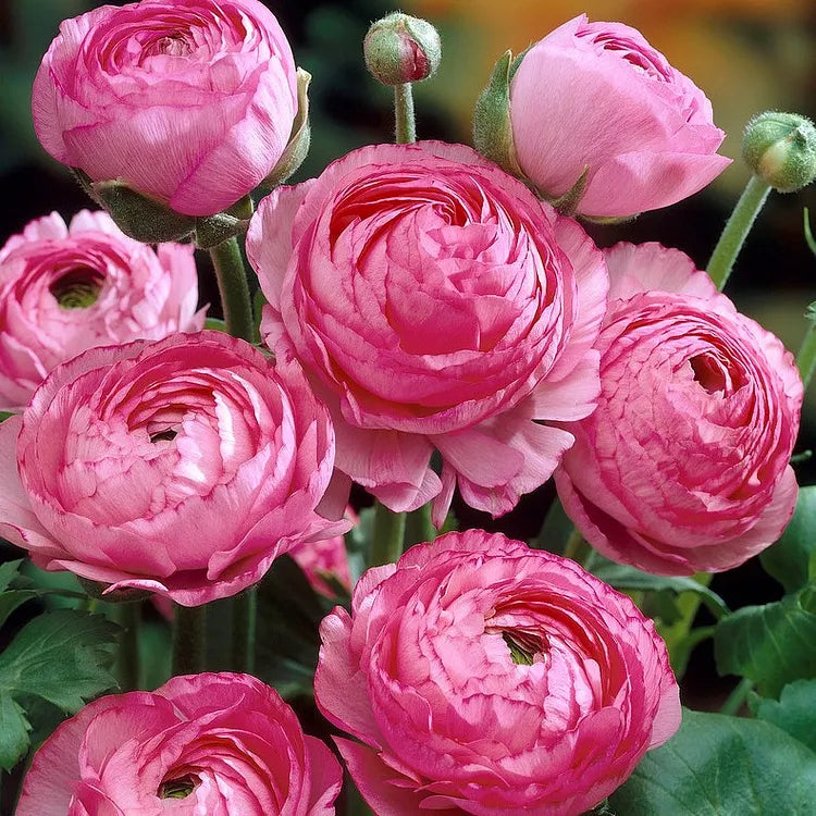 Multicolor Ranunculus Seeds