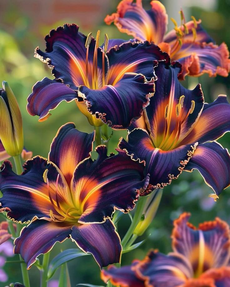 🌸Beautiful purple Rare Color Lily Bulbs– Blooms of Elegance and Grace 🌸