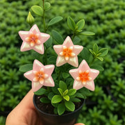 View ⭐ Hoya Bulbs – Exotic Beauty that Lasts Indoors & Out⭐ image 5