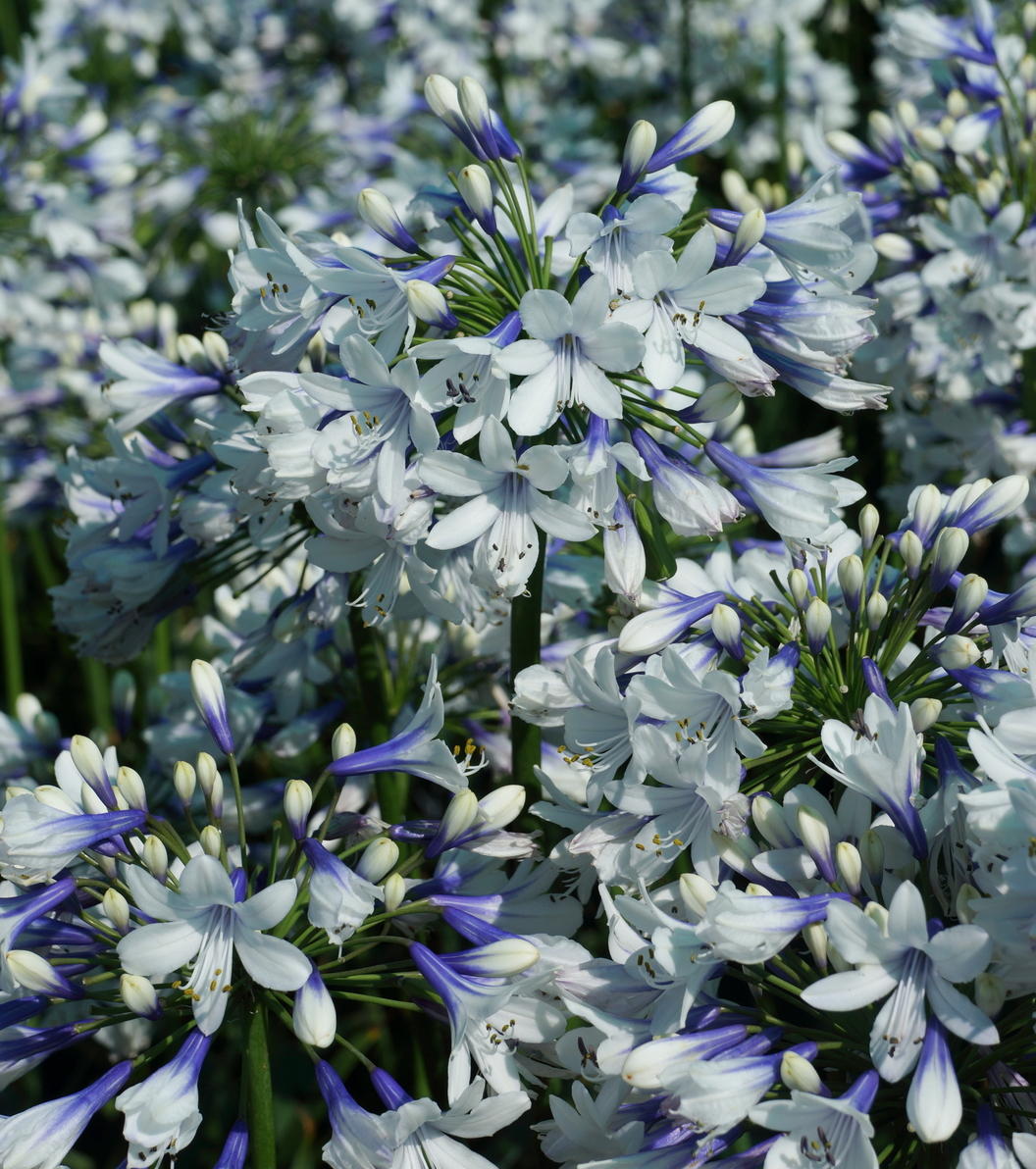 Agapanthus 'Twister' African Lily