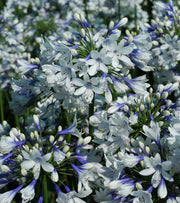 View Agapanthus 'Twister' African Lily image 5
