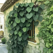View 🌱Exotic Rare Leaf Seeds🏡Transform Your Garden into a Masterpiece image 4