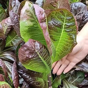 View Coffee Leaf lettuce Seeds-🪴Harvest Within 30 days-Fewer Pests image 4