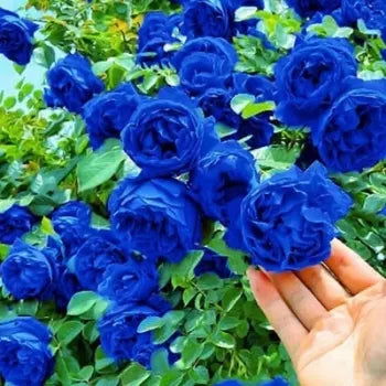 🌹[REPEATED FLOWERING]🌹CLIMBING ROSE SEEDS - HAPPINESS INCREASES
