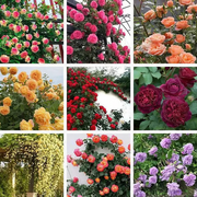 View [3 days germination]🔥Last Day 49% OFF🌺Climbing Rose Seeds image 4