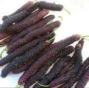 View Four seasons long fruit mulberry seeds image 4
