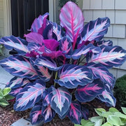 View Rare Giant Tall Hosta Bulbs – Towering Elegance & Shade-Tolerant Beauty image 3