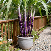 View 🌿🍬 Sugar Cane Seeds – Sweeten Your Garden & Life with Low-Maintenance, High-Sucrose Hybrid! 🌱 image 1