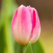 View Bonsai Rare Color Tulip Seeds #16 image 3