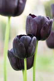 View Queen of the Night Tulip Seeds image 2