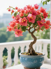 View Colorful Bougainvillea Seeds image 4