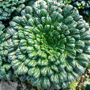 View Brassica Narinosa Seeds 🥬 image 1