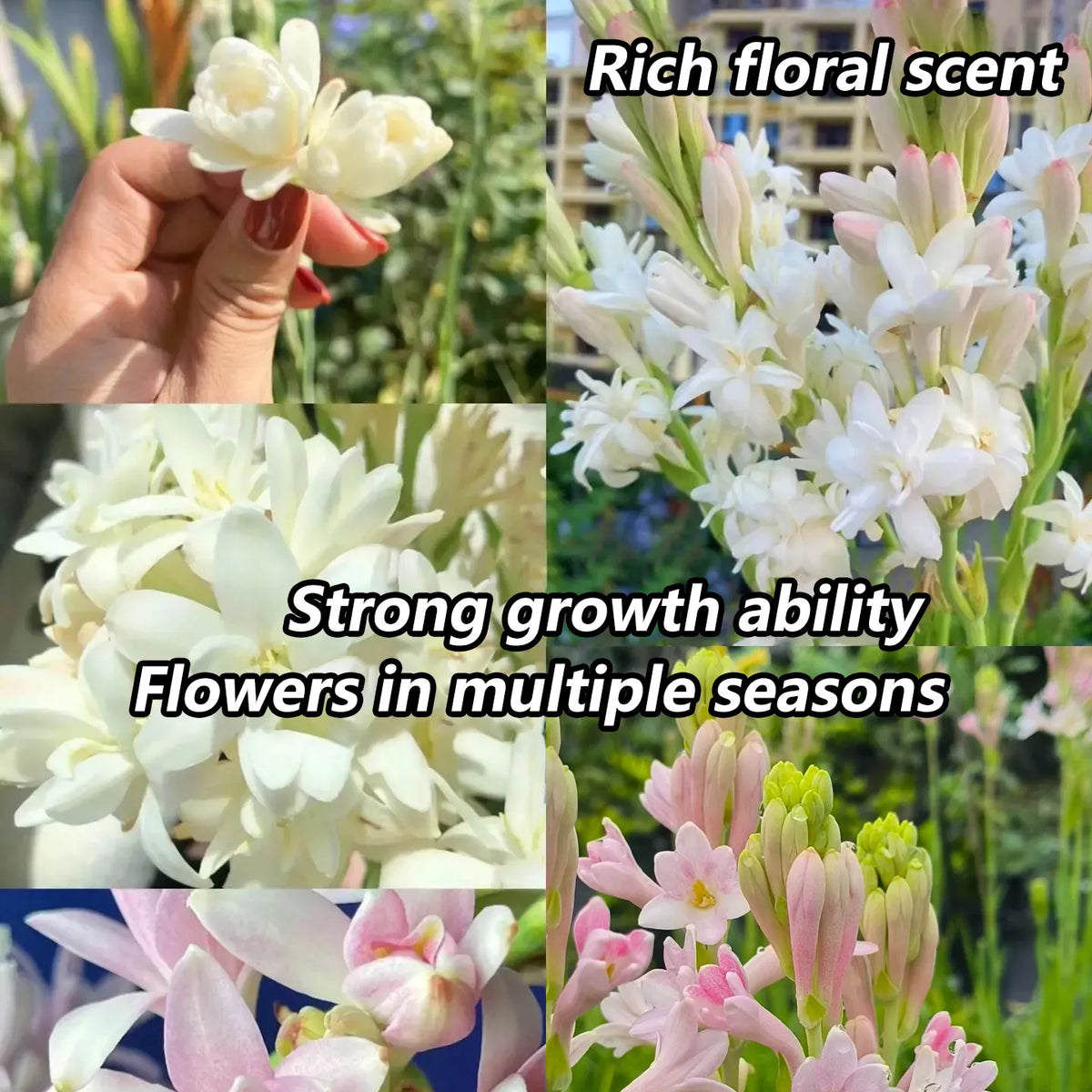 🔥[Limited Time Sale]Tuberose🌸 Bulbs! Enjoy 💥50% off, come by and grab it!