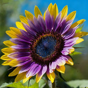 View 🌌🔥 Blue Flame Sunflower Seeds – The Rarest Sunflower You'll Ever Grow! 🌻 image 5