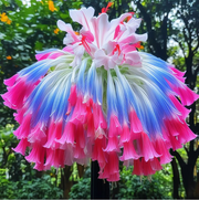 View Giant Hanging Lobelia Seeds🌊 image 2