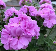 View ✨Geranium – The Colorful and Cheerful Fairy of Your Balcony! image 6