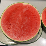 View Potted Watermelon Seeds-Small Space Planting image 6
