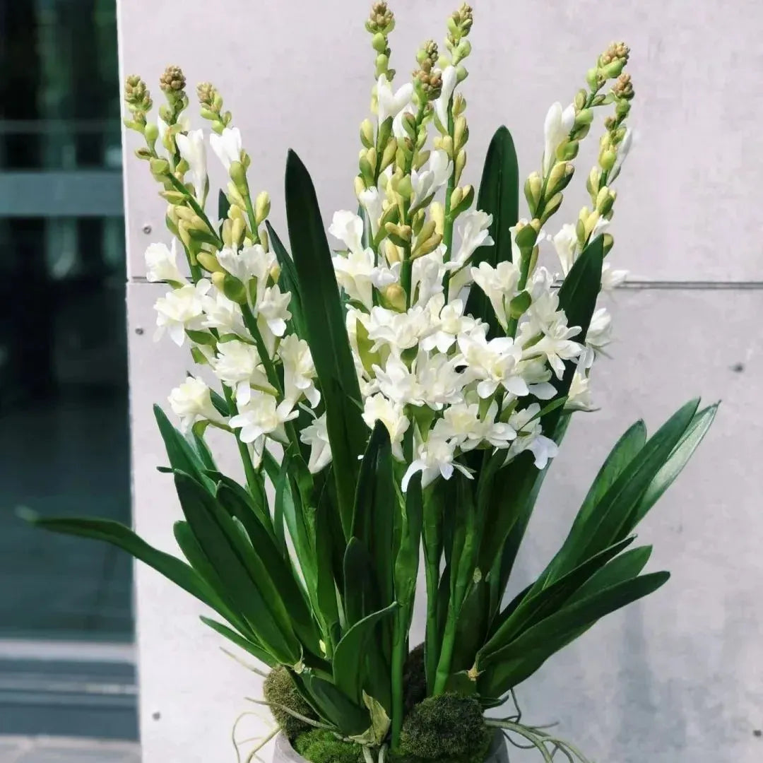 🔥[Limited Time Sale]Tuberose🌸 Bulbs! Enjoy 💥50% off, come by and grab it!