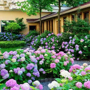 View 🔥 Limited Edition! Red, White & Blue Hydrangeas for America’s 250th 🇺🇸 image 6