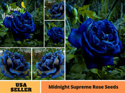 View Rare Black Blue Rose- Seeds image 4