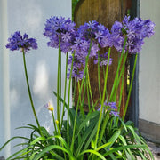 View Agapanthus africanus 'Black Buddhist' image 5
