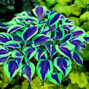 View Rare Multi-colored Hostas Seeds image 1